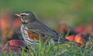 Redwing