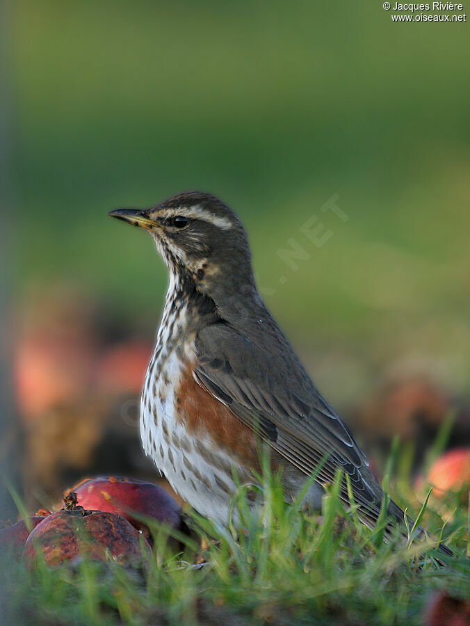 Redwingadult post breeding