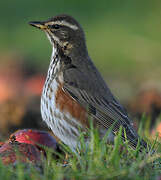 Redwing