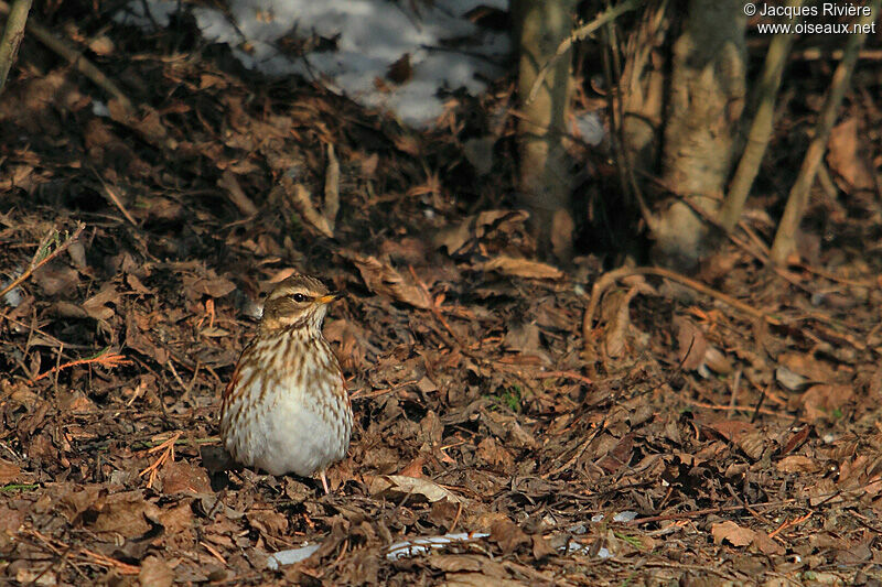 Redwingadult post breeding