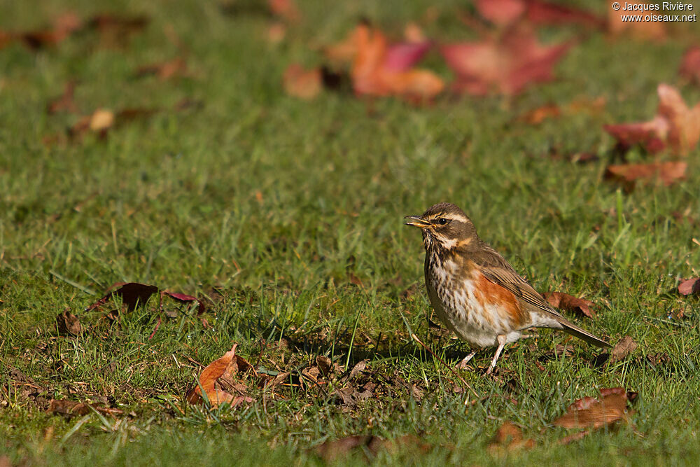 Redwing