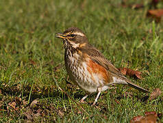 Redwing