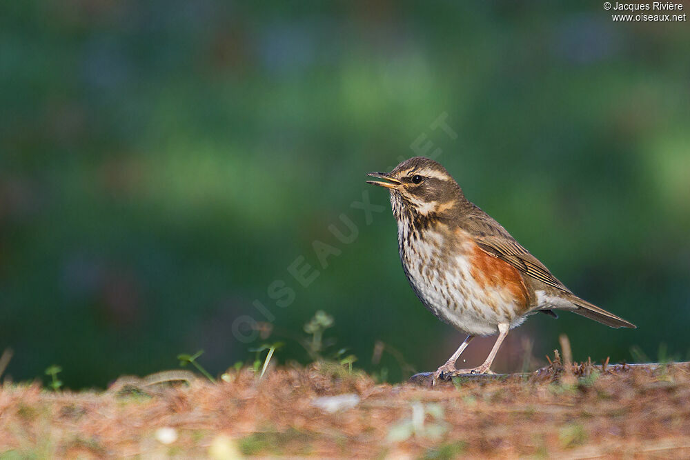 Redwing