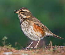 Redwing