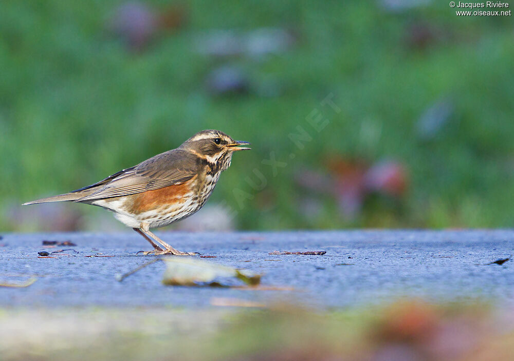 Redwing