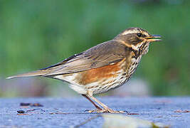 Redwing