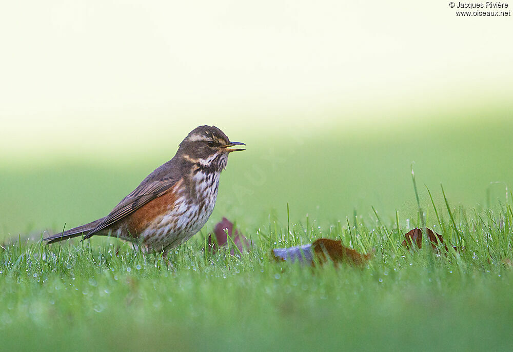 Redwing