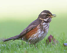 Redwing