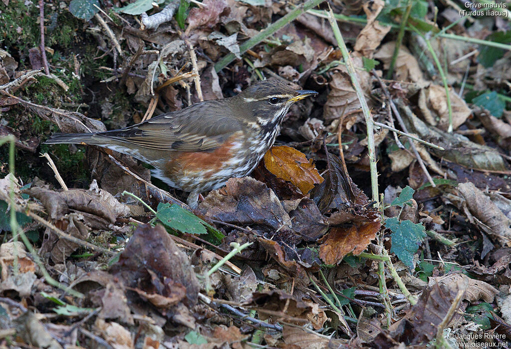 Redwingadult breeding, identification, walking