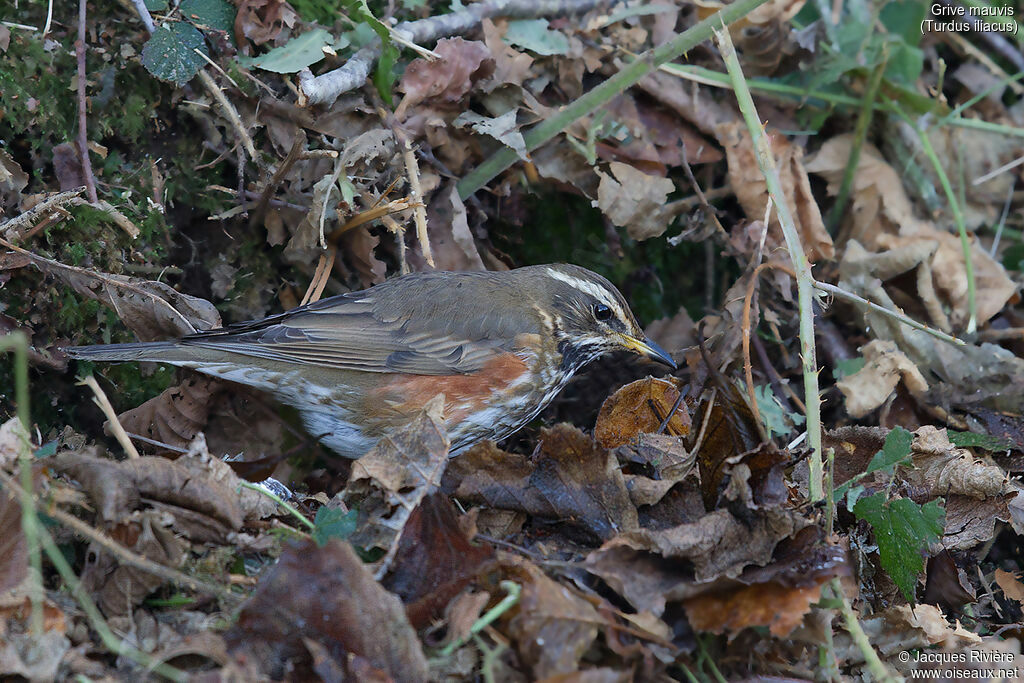 Redwingadult breeding, identification, walking