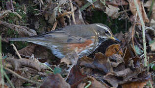 Redwing