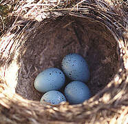 Song Thrush