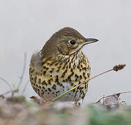 Song Thrush