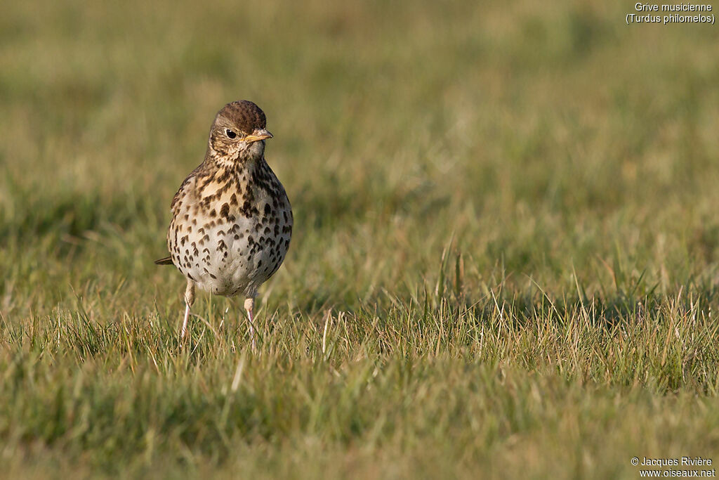 Song Thrushadult breeding, identification, walking