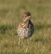 Song Thrush