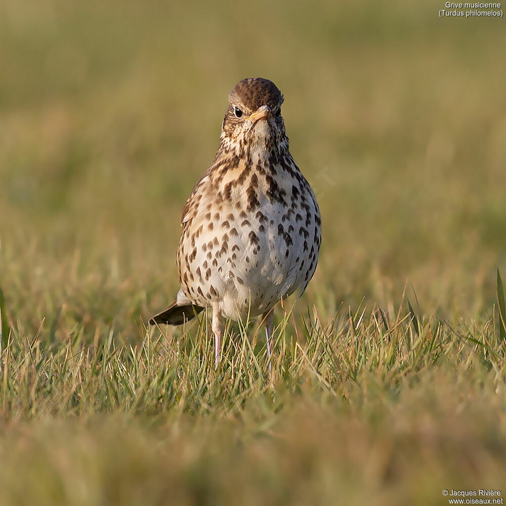 Song Thrushadult breeding, identification, walking