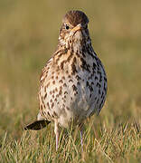 Song Thrush