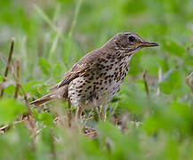 Song Thrush