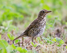 Song Thrush