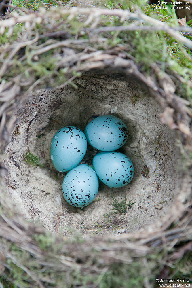 Song Thrush, Reproduction-nesting