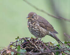 Song Thrush