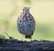 Song Thrush