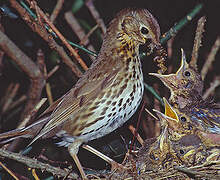 Song Thrush