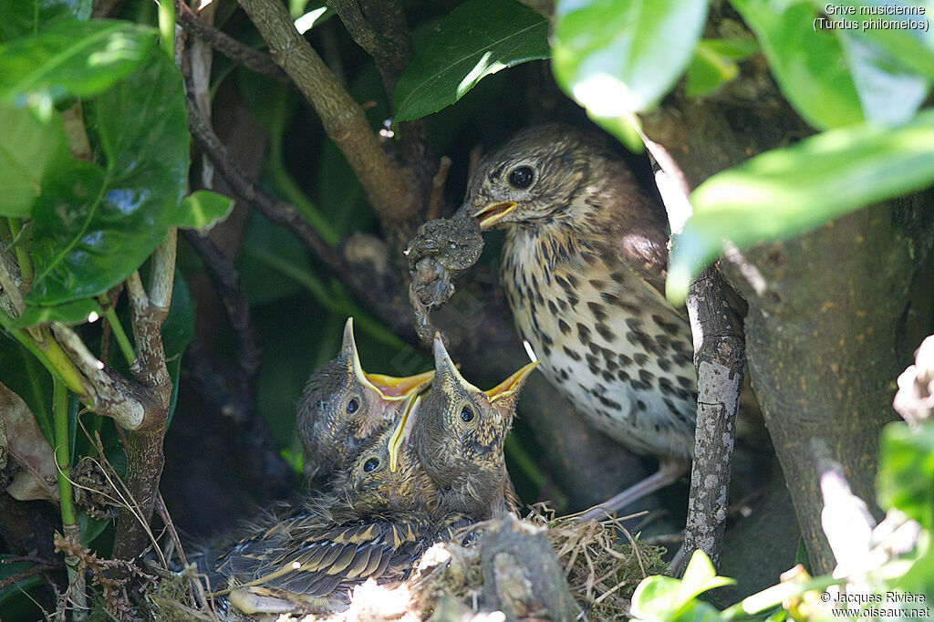 Grive musicienneadulte nuptial, identification, mange, Nidification