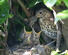 Song Thrush