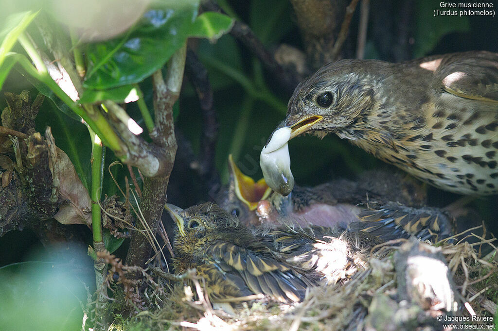 Song Thrushadult, identification, Reproduction-nesting