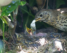 Song Thrush