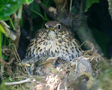 Song Thrush