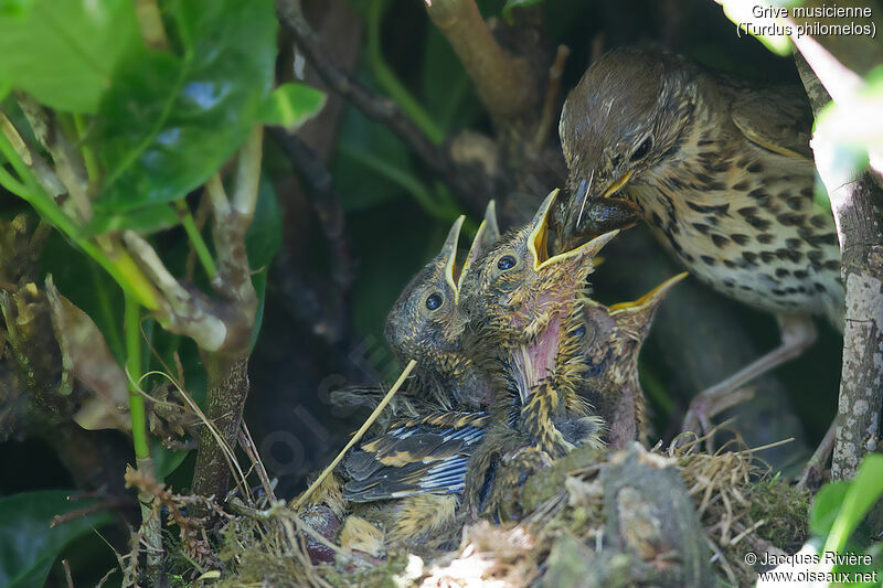 Song Thrushadult, identification, Reproduction-nesting