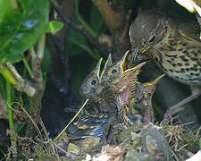 Song Thrush