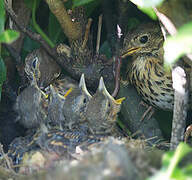 Song Thrush