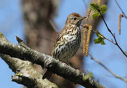 Song Thrush