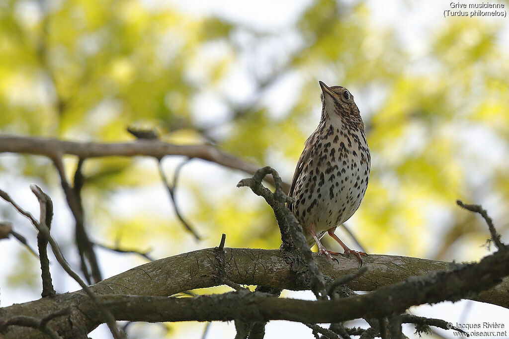 Song Thrush male adult breeding, identification