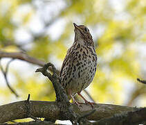 Song Thrush