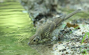 Song Thrush