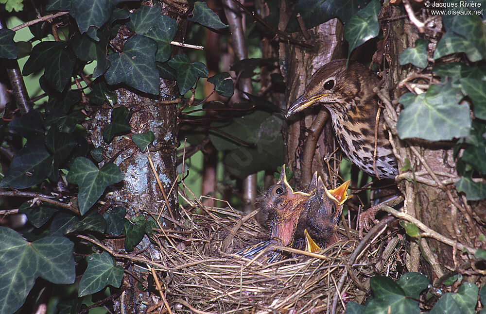 Song Thrushjuvenile, Reproduction-nesting