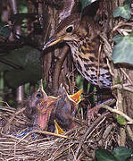 Song Thrush