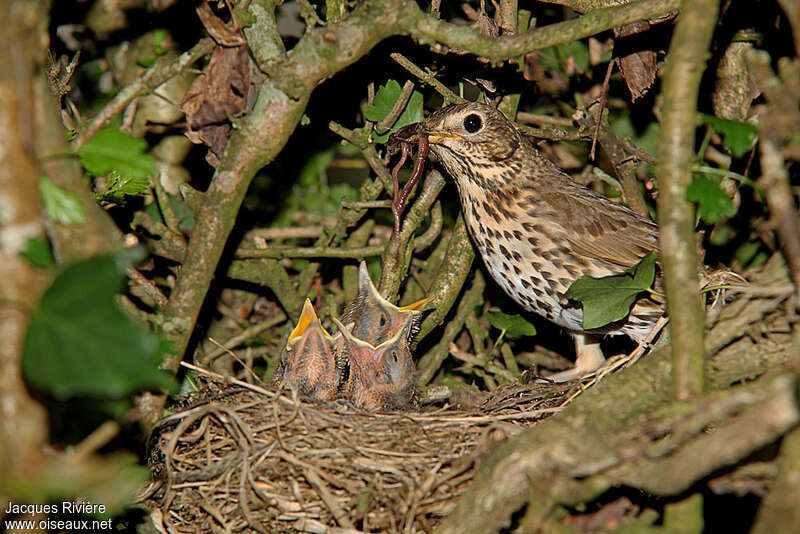 Song Thrush, Reproduction-nesting