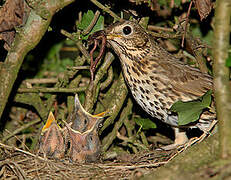 Song Thrush