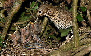 Song Thrush