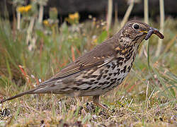 Song Thrush