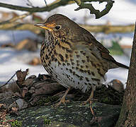 Song Thrush