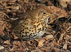 Song Thrush