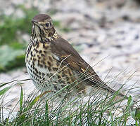 Song Thrush