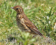 Song Thrush