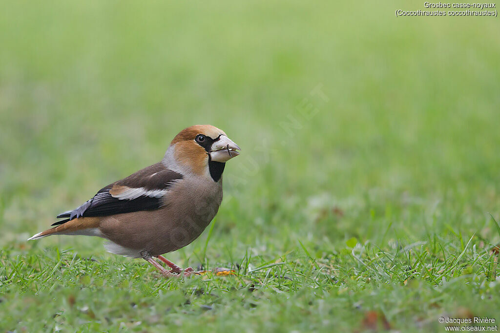 Hawfinch male adult post breeding, identification, eats